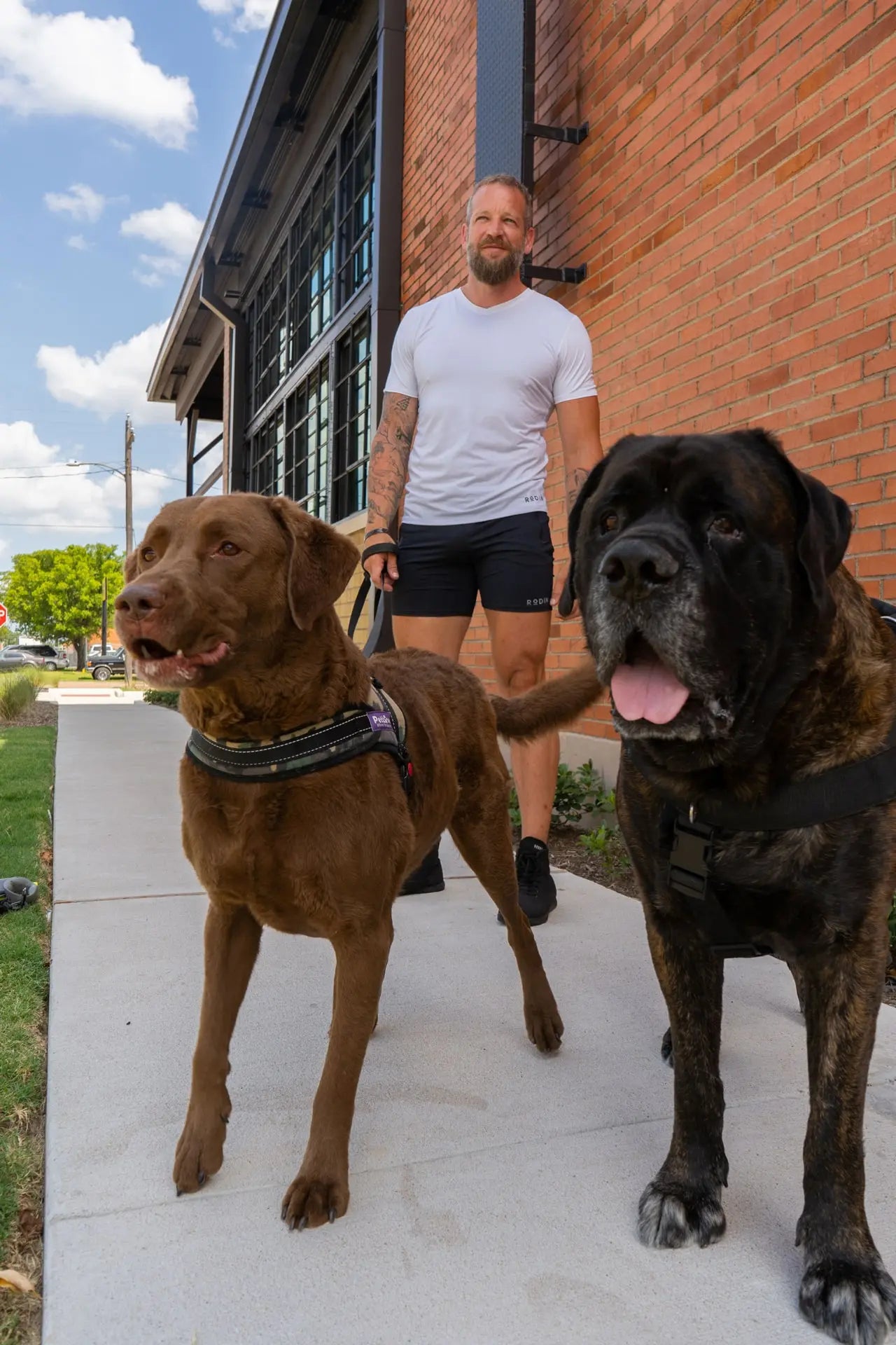 Man walking his two big dogs